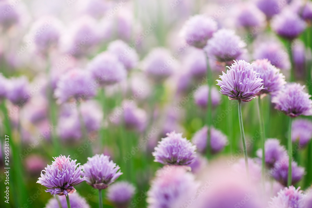 Purple chives plant in summer garden. Perfect healthy herb flowers. Chive blossom in back light. Purple chives plant in summer garden. Perfect healthy herb flowers. Chive blossom in back light.