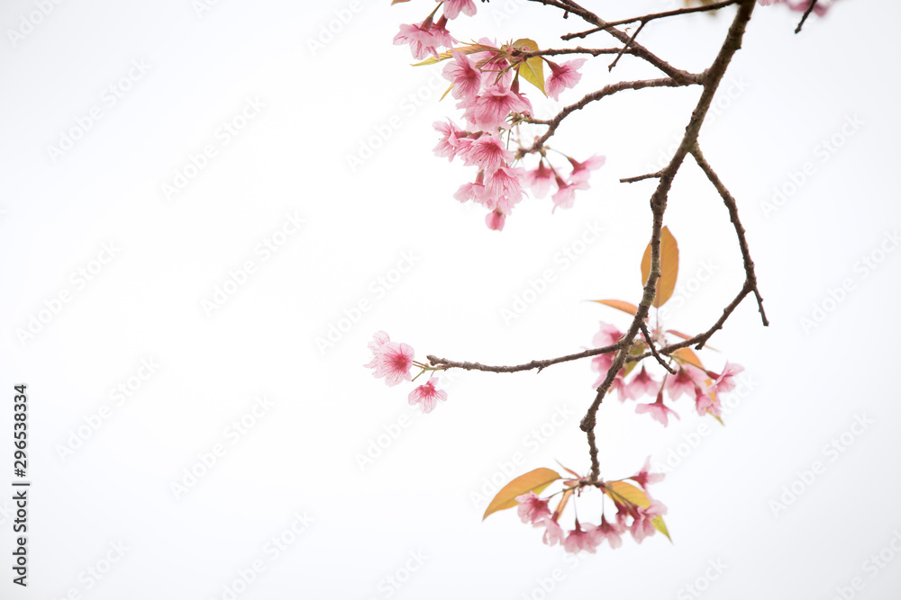Beautiful cherry blossom or sakura in spring time over sky Beautiful cherry blossom or sakura in spring time over sky