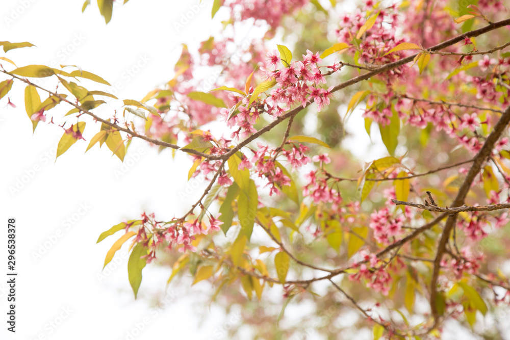 Beautiful cherry blossom or sakura in spring time over sky Beautiful cherry blossom or sakura in spring time over sky