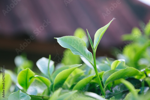 Fresh tea  leaves.
