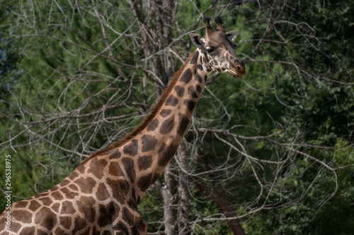 Retrato de una jirafa adulta en cautividad © Azahara