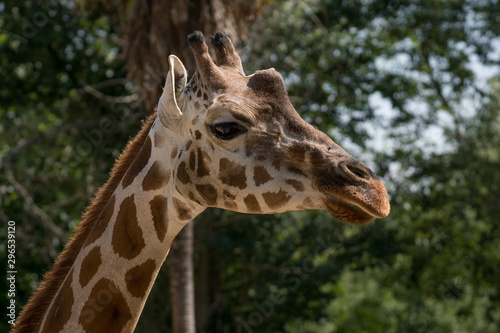 Retrato de una jirafa adulta en cautividad © Azahara