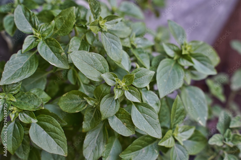 Large basil plant growing outside. Organic seasoning, food. Large basil plant growing outside. Organic seasoning, food.