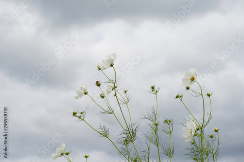 White Comos flowers blowing in the wind with the sky and clouds in the background. photo