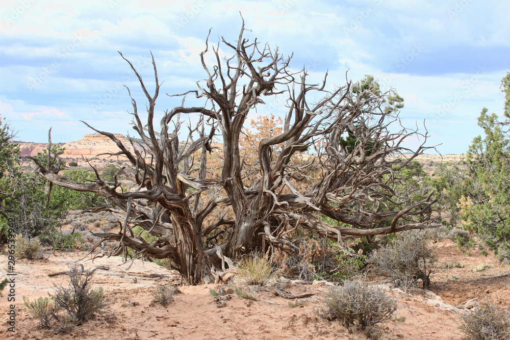 Dead, dry tree in the landscape of scenic Canyonlands National Park in Utah.