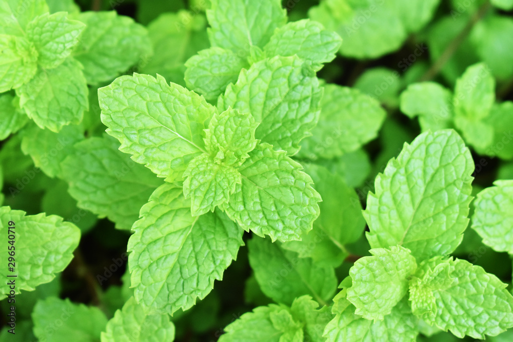 fresh mint leaves in the garden fresh mint leaves in the garden