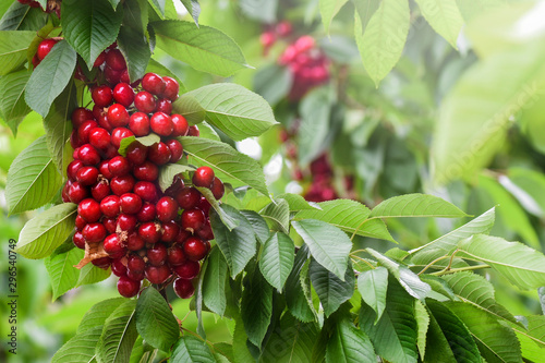 Cherry branch with green leaves. Tree in orchad with full of cherries. photo