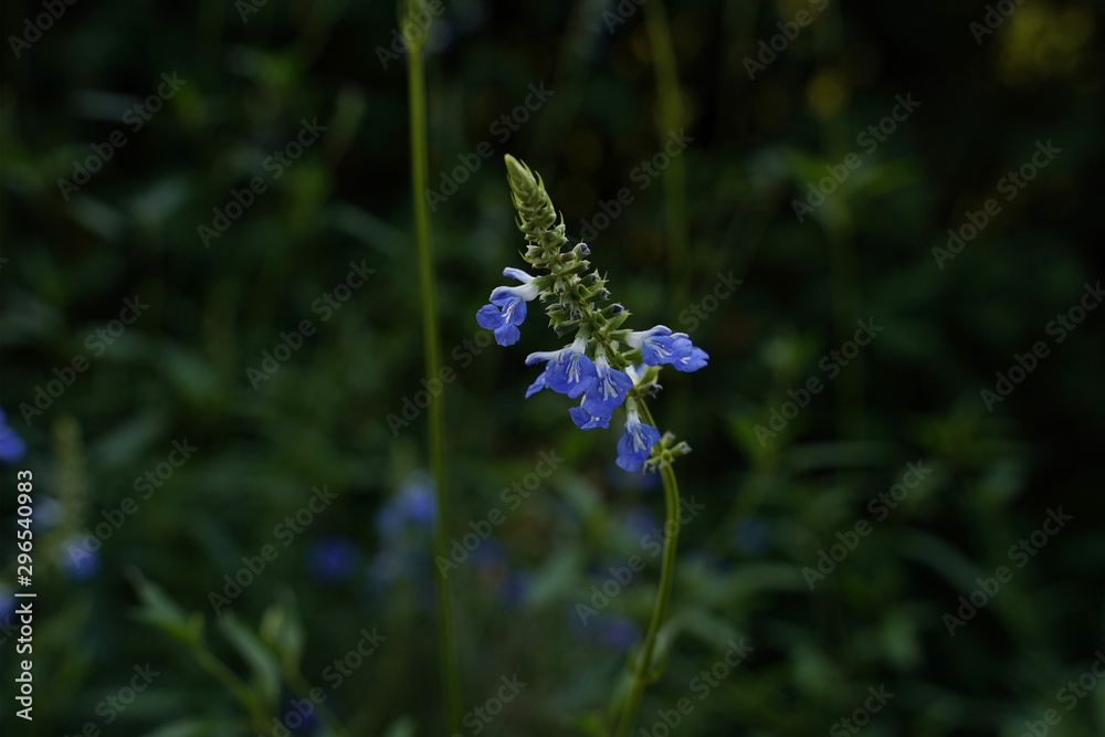 Beautiful blue purple salvia flower growing in a field. Beautiful blue purple salvia flower growing in a field.