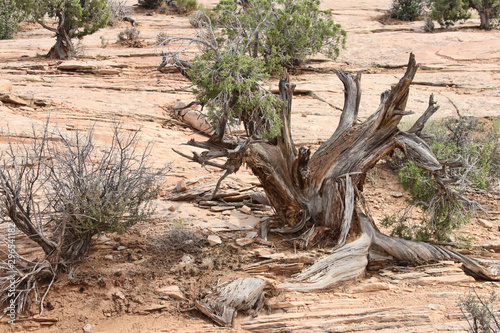 Dry tree in the desert of scenic Utah.