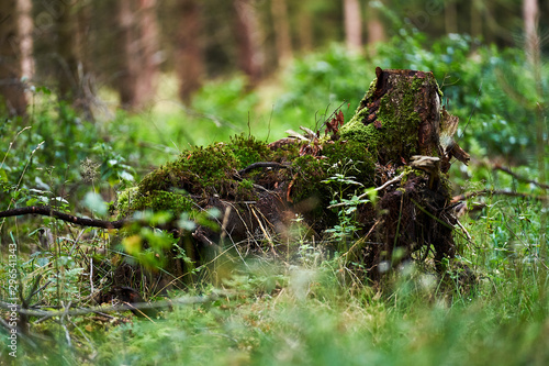 stump with mosses in woodland