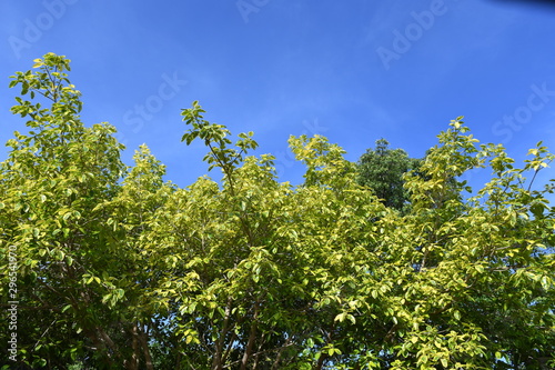 green leaves and blue sky