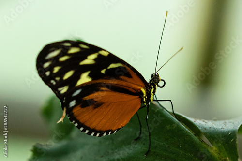 Schmetterling © Peter