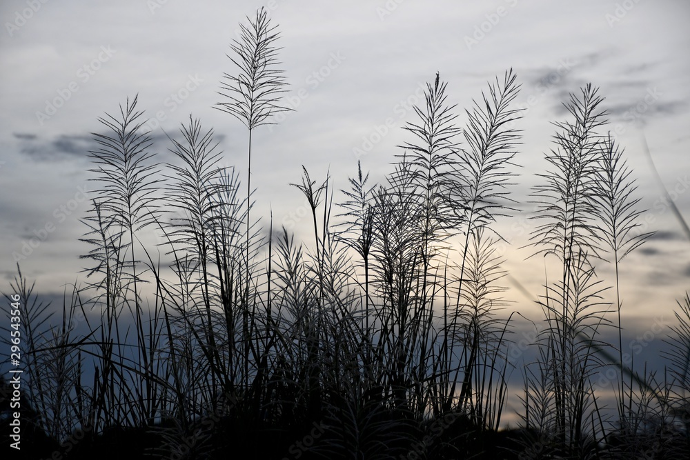 Obraz premium trees in fog