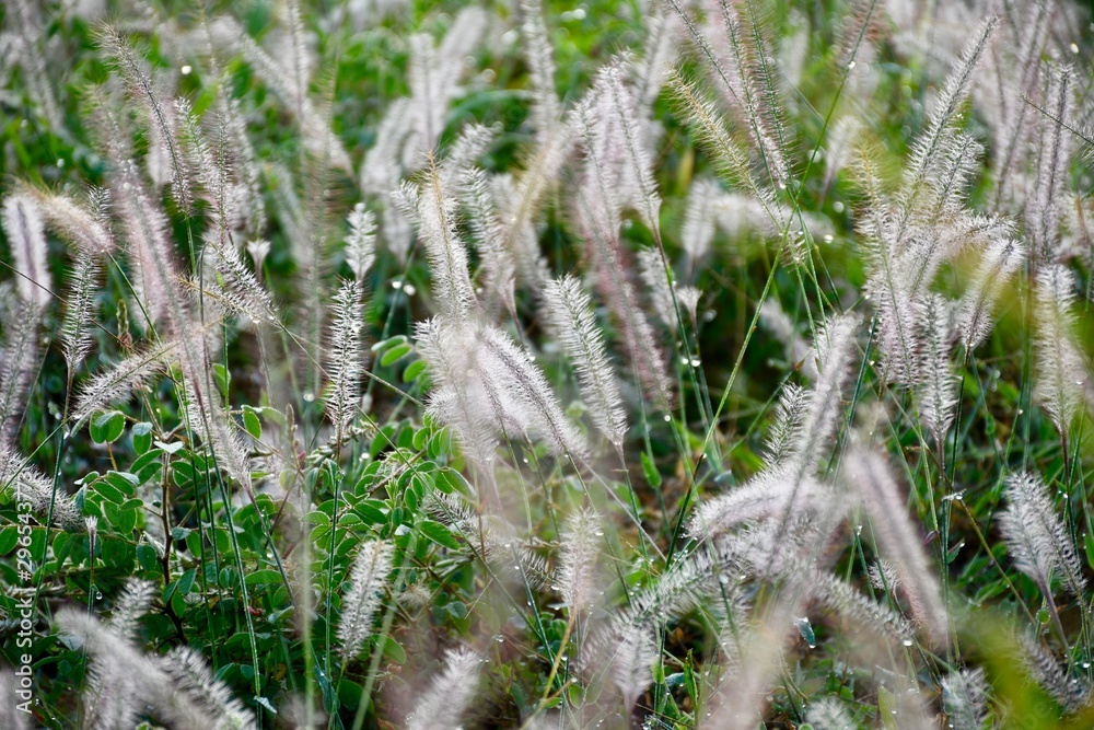 hoarfrost on grass hoarfrost on grass