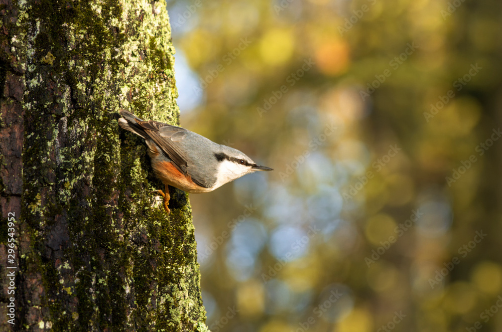 Nuthatch extended its beak clinging to the bark of a large tree trunk against a beautiful blurred background in the autumn
