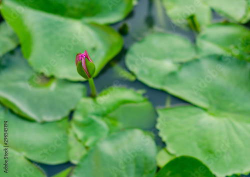 Purple lotus flower in the pond  outdoor picture