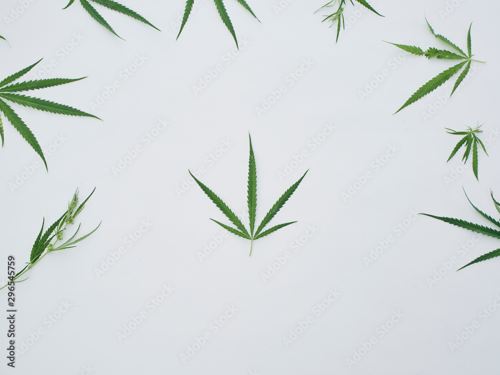 Fototapeta premium Many marijuana leaves on white background