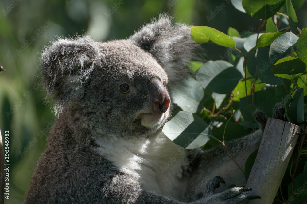 Naklejka premium Retrato de un koala macho en cautividad