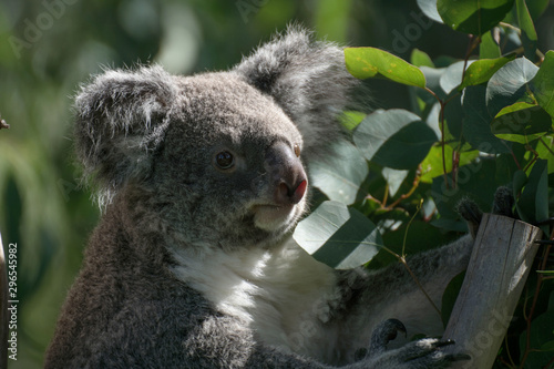 Photography Retrato de un koala macho en cautividad