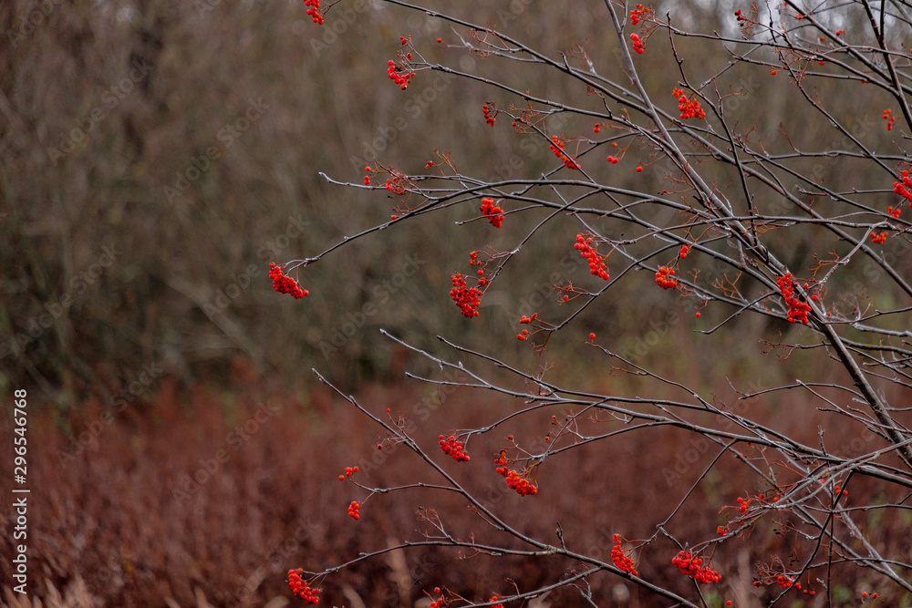Bright red rowan berries on branches without leaves on an autumn day. Blurred background. Late fall. Bright red rowan berries on branches without leaves on an autumn day. Blurred background. Late fall.
