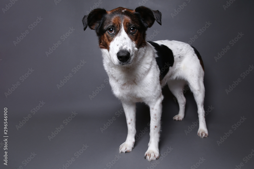 Cute dog on in studio on a grey background Cute dog on in studio on a grey background