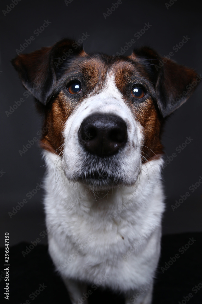 Cute dog on in studio on a grey background