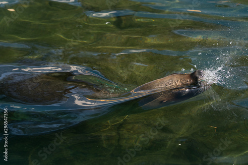 Retrato de un león marino en el agua