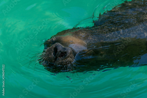 Retrato de un león marino en el agua
