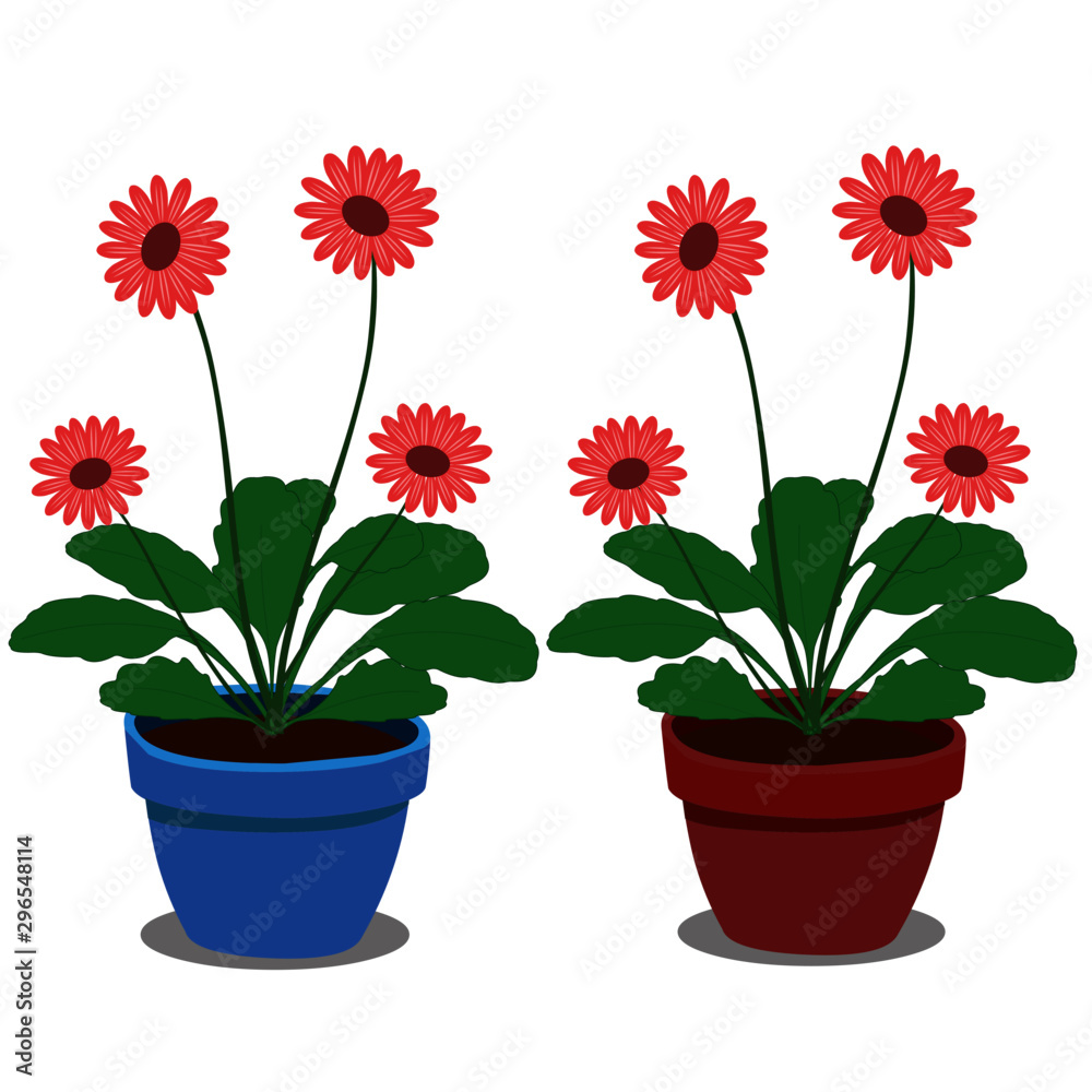 Aster Plants in two Pots - Cartoon Vector Image Aster Plants in two Pots - Cartoon Vector Image