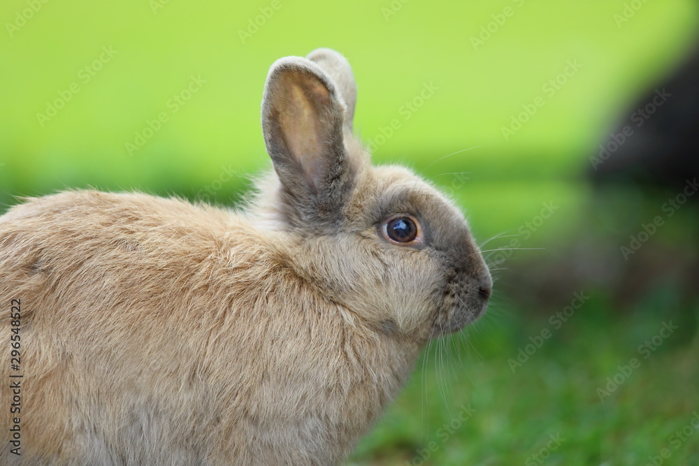 Obraz premium Kaninchen