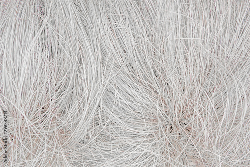 Abstract background of dry white grass feather grass, reminiscent of the hair or coat of an animal