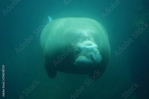 Walross unter Wasser