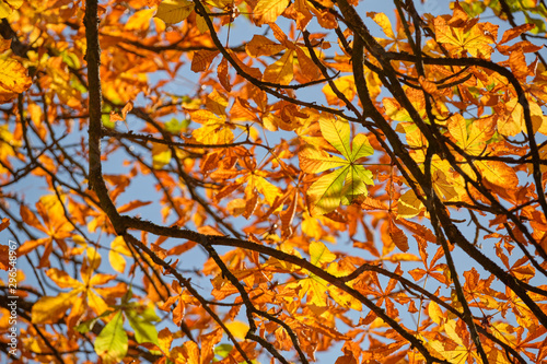 Bright autumnal background with colorful leaves of a chestnut tree seen from below on a beautiful sunny autumn day in October in Germany