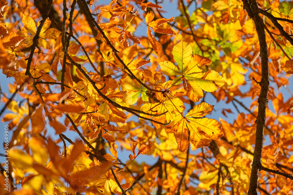 Bright autumnal background with colorful leaves of a chestnut tree seen from below against the blue sky on a beautiful sunny autumn day in October in Germany Bright autumnal background with colorful leaves of a chestnut tree seen from below against the blue sky on a beautiful sunny autumn day in October in Germany