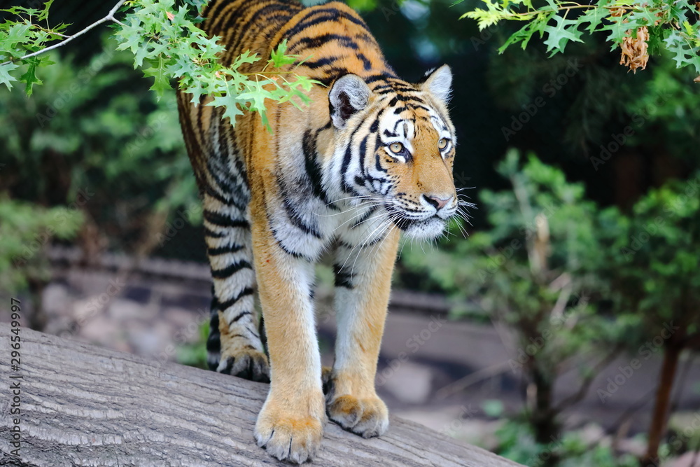 Obraz premium Lauernder Tiger