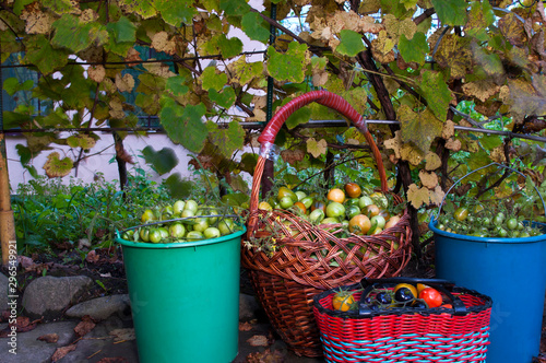 composition with ripe delicious red and black tomatoes