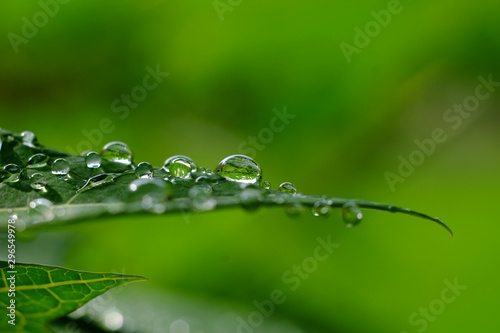 drop of water on green leaf