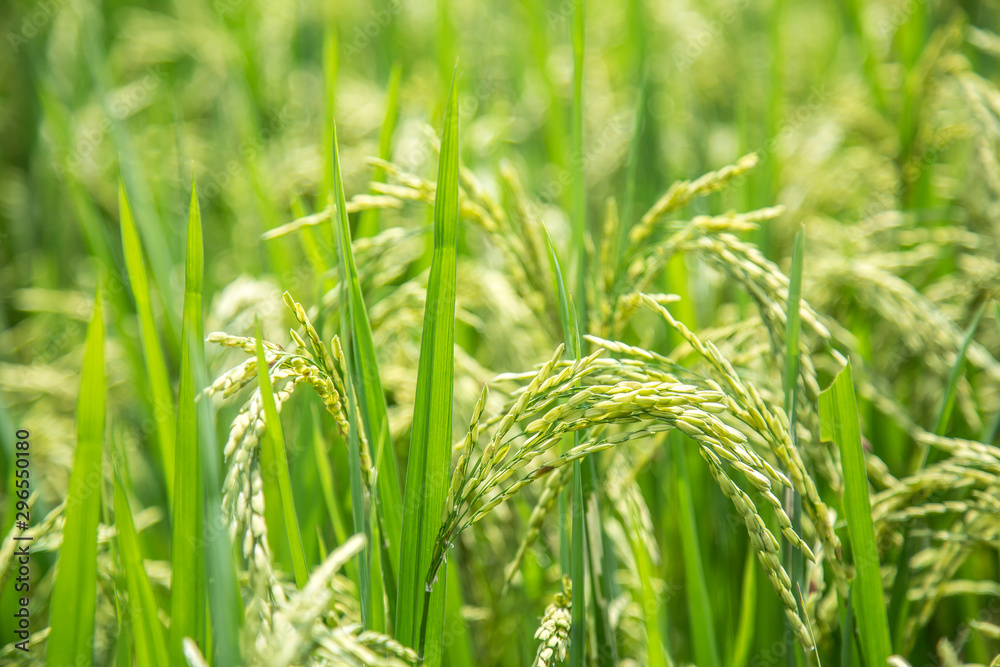 Macro photography of the rice fields of Sapa. Vietnam Macro photography of the rice fields of Sapa. Vietnam