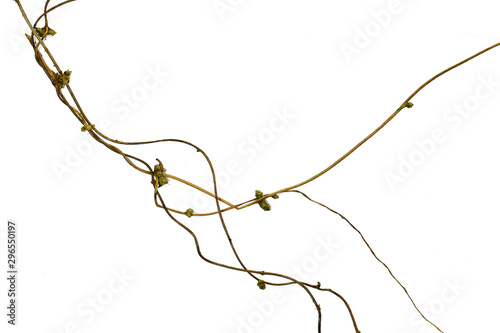 Huge vines liana plant jungle tree branches isolated on white background, clipping path included