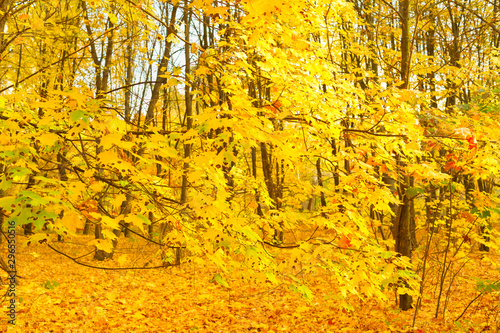 Autumn park sunset colorful...