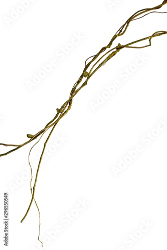 Spiral twisted jungle tree branch, vine liana plant isolated on white background, clipping path included © nature design