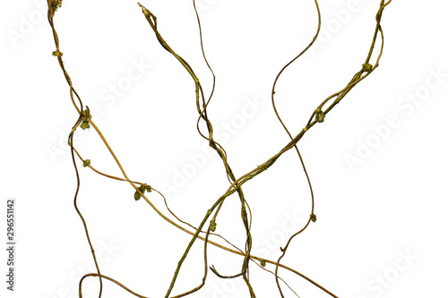 Fototapeta Naklejka Na Ścianę i Meble -  Spiral twisted jungle tree branch, vine liana plant isolated on white background, clipping path included