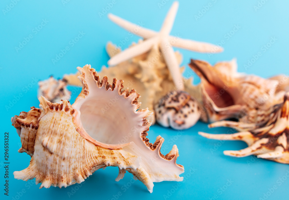 Sea shells and mollusks on a blue background Sea shells and mollusks on a blue background