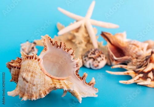 Sea shells and mollusks on a blue background