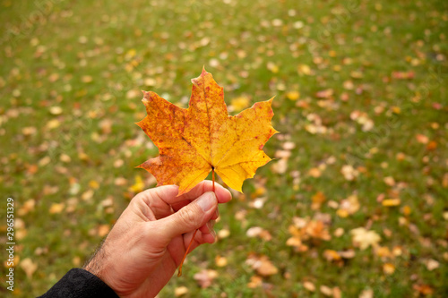 Caucasian male hand is holding a beautiful yellow and orange autumn leaf of a maple tree in front of a green meadow with more fall leaves in October in Germany
