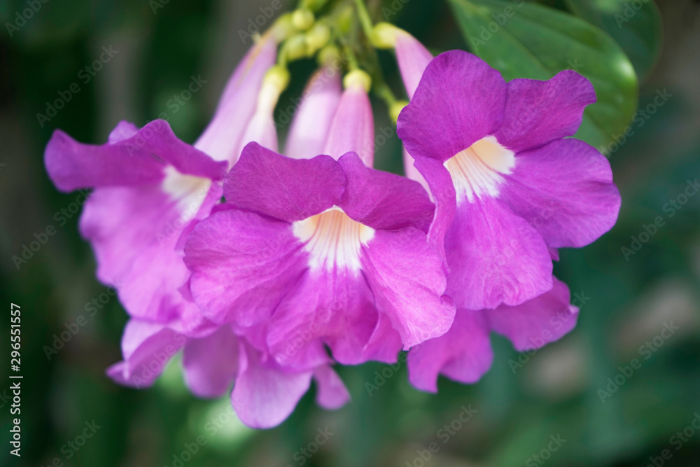 Purple Bignonia flowers blooming in the garden Purple Bignonia flowers blooming in the garden