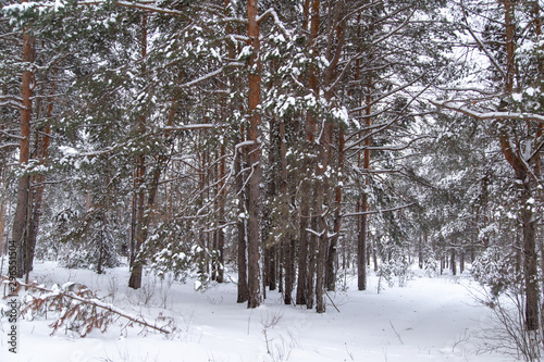 Pine trees in the forest covered with snow