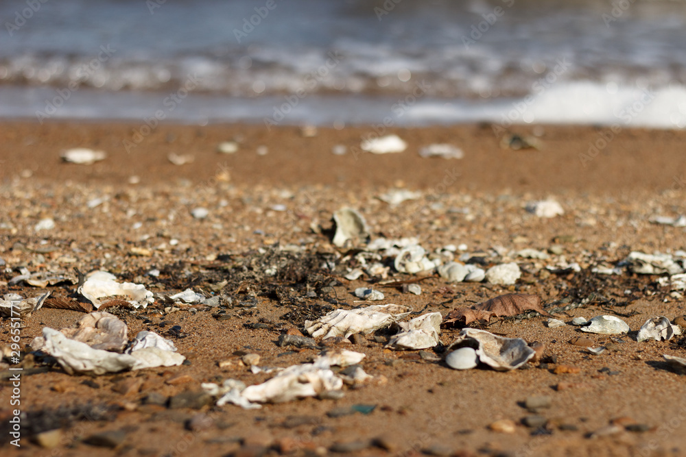 Obraz premium Sea shore with storm-thrown shells on the sand.