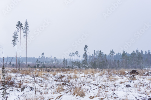 Wallpaper Mural three pines and forest in the winter fog across the field Torontodigital.ca