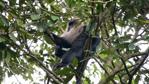 Slow motion view of a wanderoo  sitting on a long tree branch and looking around	 photo